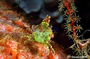 Huenia heraldica crabe fleche des algues-Wakatobi Sawa Fan garden-7m-20180528nuit-Denis-ADER-DSC_1591_tn